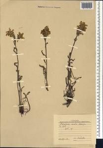 Pedicularis venusta Schangin ex Bunge, Siberia, Yakutia (S5) (Russia)