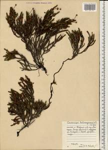 Cassiope tetragona (L.) D. Don, Eastern Europe, Northern region (E1) (Russia)