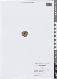 Cerastium regelii Ostenf., Siberia, Central Siberia (S3) (Russia)