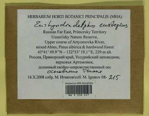 Eurhynchiadelphus eustegia (Besch.) Ignatov & Huttunen, Bryophytes, Bryophytes - Russian Far East (excl. Chukotka & Kamchatka) (B20) (Russia)