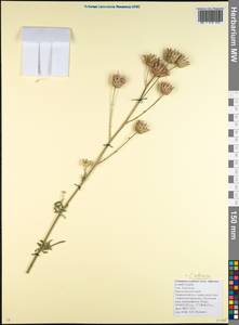 Centaurea adpressa Ledeb., Caucasus, Krasnodar Krai & Adygea (K1a) (Russia)