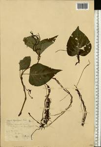 Cuscuta lupuliformis Krock., Eastern Europe, Central forest-and-steppe region (E6) (Russia)