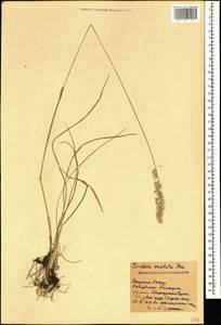 Koeleria pyramidata (Lam.) P.Beauv., Caucasus, Stavropol Krai, Karachay-Cherkessia & Kabardino-Balkaria (K1b) (Russia)