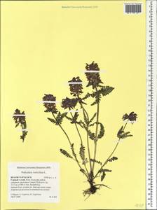 Pedicularis verticillata, Siberia, Altai & Sayany Mountains (S2) (Russia)