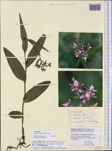 Epipactis palustris (L.) Crantz, Eastern Europe, North-Western region (E2) (Russia)