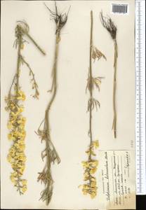 Delphinium biternatum Huth, Middle Asia, Northern & Central Tian Shan (M4) (Kazakhstan)