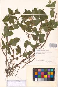 Lamium album subsp. album, Caucasus, Azerbaijan (K6) (Azerbaijan)