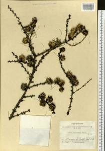 Larix gmelinii var. gmelinii, Siberia, Chukotka & Kamchatka (S7) (Russia)