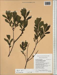 Myrica gale, Western Europe (EUR) (United Kingdom)