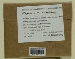 Plagiomnium medium (Bruch & Schimp.) T.J. Kop., Bryophytes, Bryophytes - North Caucasus & Ciscaucasia (B12) (Russia)