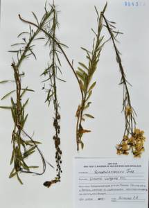 Linaria vulgaris Mill., Siberia, Russian Far East (S6) (Russia)