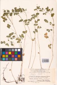 Oxalis stricta L., Eastern Europe, Lithuania (E2a) (Lithuania)