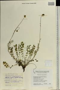 Poterium sanguisorba, Eastern Europe, Belarus (E3a) (Belarus)