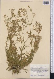 Gypsophila cephalotes (Schrenk) F.N. Williams, Middle Asia, Pamir & Pamiro-Alai (M2) (Uzbekistan)