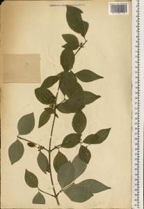 Cornus, Eastern Europe (no precise locality) (E0) (Not classified)