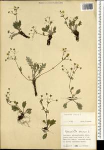 Potentilla sericea L., Mongolia (MONG) (Mongolia)