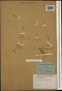 Cerastium argenteum M. Bieb., Caucasus (no precise locality) (K0)