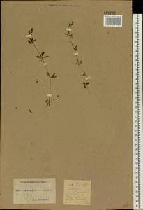 Galium uliginosum L., Eastern Europe, South Ukrainian region (E12) (Ukraine)