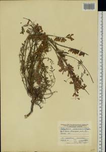 Hedysarum ucrainicum Kaschm., Eastern Europe, North Ukrainian region (E11) (Ukraine)