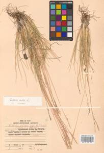 Festuca rubra L., Siberia, Russian Far East (S6) (Russia)