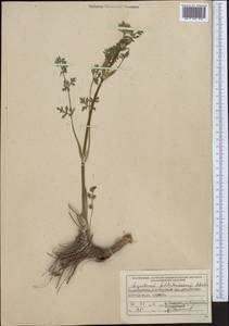 Seseli seravschanicum (Schischk.) Pimenov & Sdobnina, Middle Asia, Pamir & Pamiro-Alai (M2) (Tajikistan)