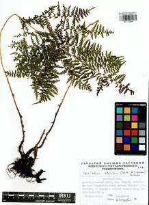 Diplazium sibiricum (Turcz. ex Kunze) Sa.Kurata, Siberia, Baikal & Transbaikal region (S4) (Russia)