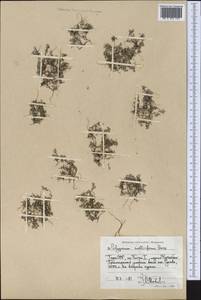 Polygonum molliiforme Boiss., Middle Asia, Pamir & Pamiro-Alai (M2) (Tajikistan)