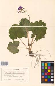 Primula kaufmanniana Regel, Middle Asia, Middle Asia (no precise locality) (M0)