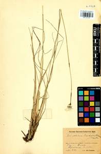Eriophorum brachyantherum Trautv. & C.A.Mey., Siberia, Baikal & Transbaikal region (S4) (Russia)