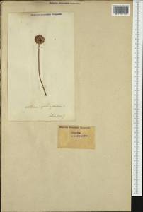 Allium sphaerocephalon L., Western Europe (EUR) (Switzerland)