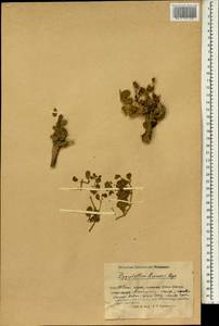 Zygophyllum rosovii Bunge, South Asia, South Asia (Asia outside ex-Soviet states and Mongolia) (ASIA) (China)