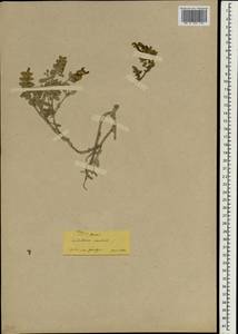 Scutellaria orientalis L., South Asia, South Asia (Asia outside ex-Soviet states and Mongolia) (ASIA) (Turkey)