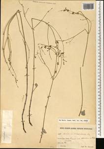 Bufonia oliveriana Ser., South Asia, South Asia (Asia outside ex-Soviet states and Mongolia) (ASIA) (Iran)