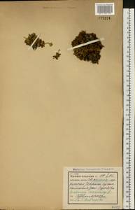Diapensia lapponica L., Eastern Europe, Northern region (E1) (Russia)