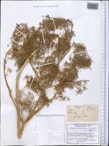 Ferula hissarica Pimenov & Kljuykov, Middle Asia, Pamir & Pamiro-Alai (M2) (Tajikistan)