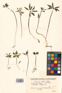 Anemone reflexa Steph. & Willd., Siberia, Russian Far East (S6) (Russia)