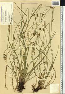 Carex diluta subsp. diluta, Siberia, Altai & Sayany Mountains (S2) (Russia)