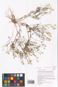 Rorippa brachycarpa (C.A.Mey.) Hayek, Eastern Europe, Lower Volga region (E9) (Russia)