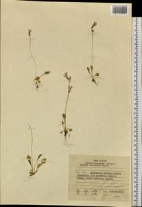 Primula cuneifolia Ledeb., Siberia, Russian Far East (S6) (Russia)