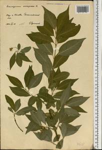 Euonymus europaeus L., Eastern Europe, North Ukrainian region (E11) (Ukraine)