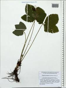 Fragaria moschata Duchesne, Eastern Europe, Middle Volga region (E8) (Russia)