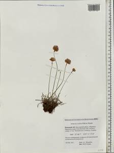 Armeria maritima subsp. sibirica (Turcz. ex Boiss.) Nyman, Eastern Europe, Northern region (E1) (Russia)