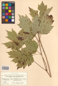 Actaea heracleifolia (Kom.) Compton, Siberia, Russian Far East (S6) (Russia)