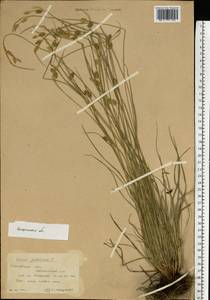 Carex pallescens L., Eastern Europe, Central forest region (E5) (Russia)