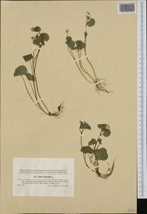 Viola biflora L., Western Europe (EUR) (Czech Republic)