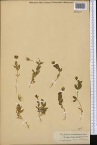 Cerastium lithospermifolium Fisch., Middle Asia, Dzungarian Alatau & Tarbagatai (M5) (Kazakhstan)