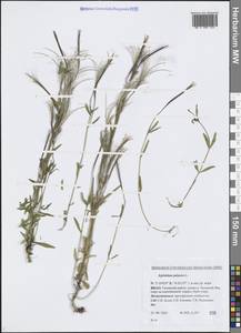 Epilobium palustre L., Siberia, Western Siberia (S1) (Russia)