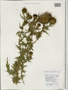 Lophiolepis ciliata subsp. ciliata, Caucasus, Stavropol Krai, Karachay-Cherkessia & Kabardino-Balkaria (K1b) (Russia)