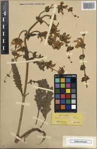 Salvia argentea L., South Asia, South Asia (Asia outside ex-Soviet states and Mongolia) (ASIA) (Turkey)