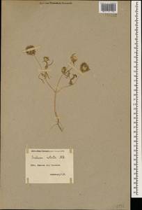 Lomelosia rotata (M. Bieb.) Greuter & Burdet, Caucasus, Armenia (K5) (Armenia)